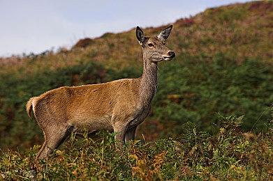 动视要求版权删除 变相确认新使命召唤为《现代战争3》